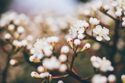 Close-up of white flowers