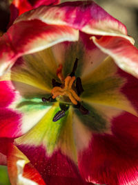 Close-up of pink rose flower