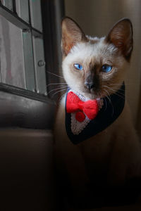 Close-up portrait of a cat