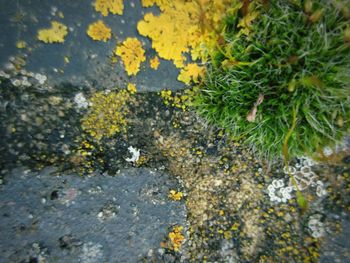 Close-up of yellow flower on road