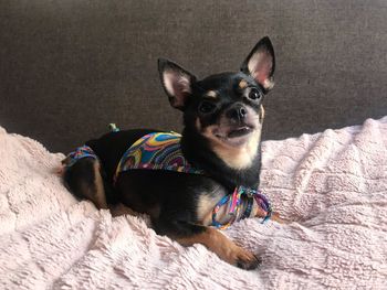 Portrait of dog relaxing on bed at home