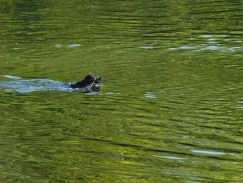 View of duck swimming in lake