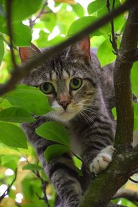 Portrait of a cat