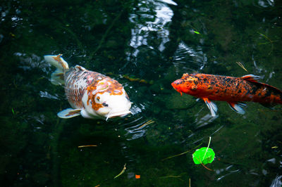 Fish swimming in sea