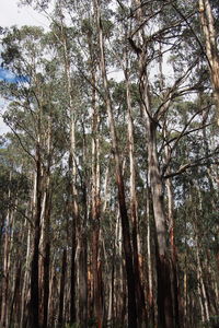 Low angle view of trees in forest