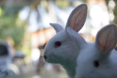 Close-up of white cat