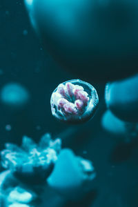 Close-up of jellyfish swimming in sea