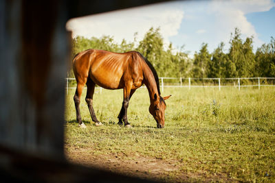 Horse grazing in a field