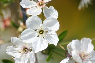 Close-up of fresh white flowers on tree