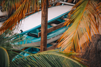 Caribbean beach, palm trees, coconut palm.