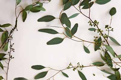 Low angle view of flowering plant against tree