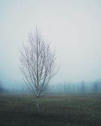 Bare tree on field against clear sky