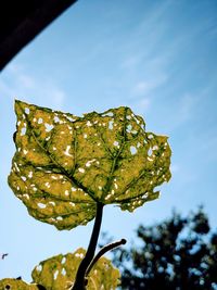 Low angle view of raindrops on plant against sky