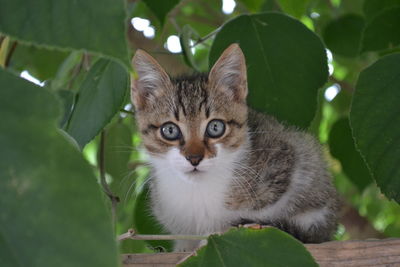 Close-up portrait of cat