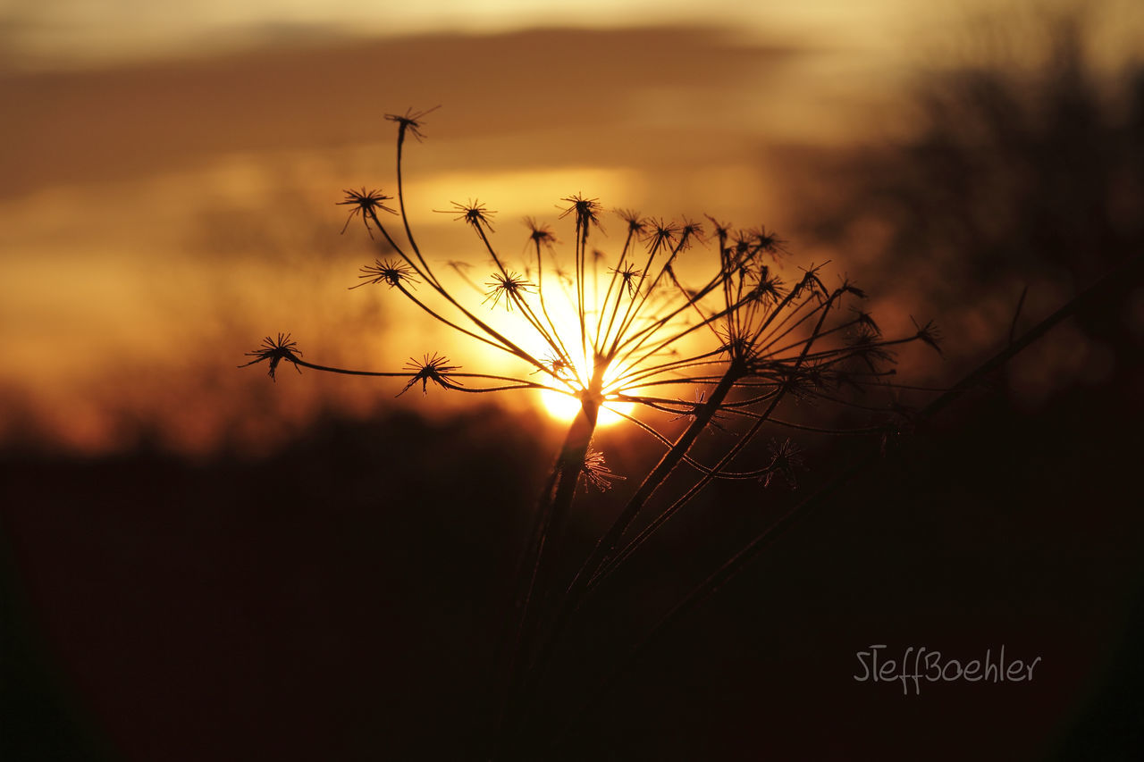 sunset, sun, silhouette, sunlight, orange color, nature, lens flare, beauty in nature, sunbeam, flying, sky, outdoors, tranquility, scenics, focus on foreground, no people, back lit, tranquil scene, idyllic, close-up