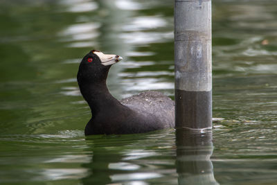 An american coot, fulica americana, swims around a boat pier looking for insects in culver, indiana