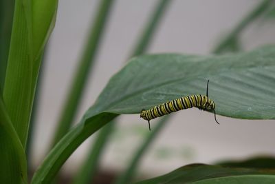 Close-up of insect on plant