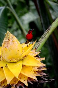 Close-up of insect on yellow flower