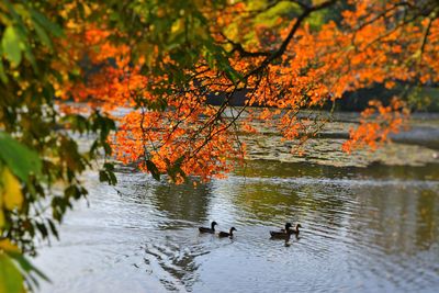 Birds swimming in lake during autumn