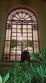 Plants seen through window