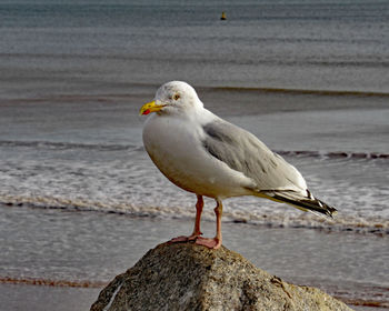 Seagull perching on rock