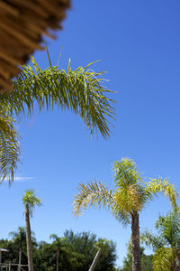 Low angle view of coconut palm tree against clear blue sky