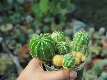 Close-up of hand holding plant