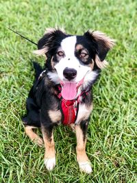 Portrait of dog sticking out tongue on field