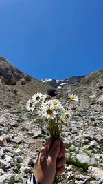 Cropped hand of woman holding flower against sky