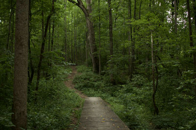 Footpath amidst trees in forest