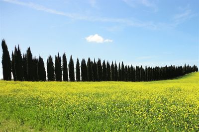 Scenic view of field against cloudy sky