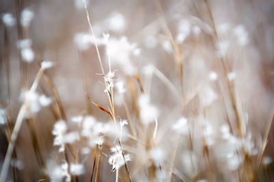 Close-up of dandelion growing in field