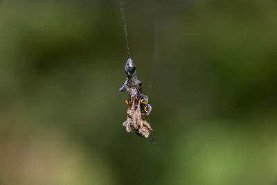 Close-up of insect on plant