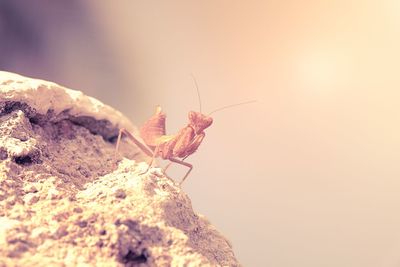 Close-up of insect on rock