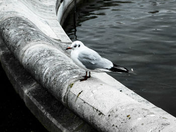 Close-up of seagull perching on water