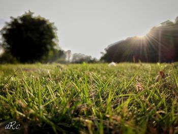 Surface level of grass on field against clear sky