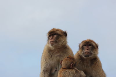 Monkeys sitting against clear sky