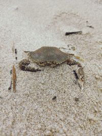 Close-up of crab on sand