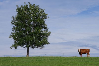 Cows on field against sky