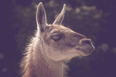 Close-up llama