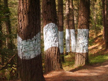 Pine trees in forest