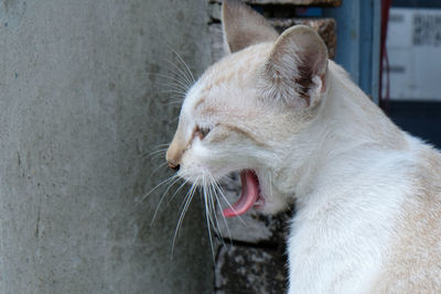 Close-up of cat yawning