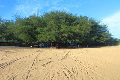 Trees on sand against sky