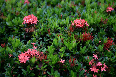 Close-up of red flowers