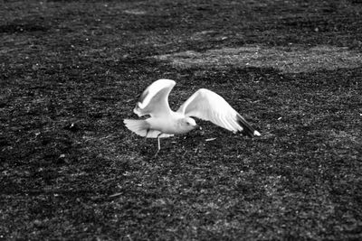 High angle view of bird on field