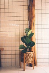 Close-up of potted plant