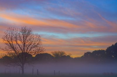 Silhouette bare trees on field against orange sky