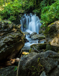 Scenic view of waterfall in forest