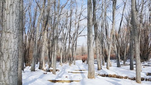 Snow covered trees in forest