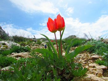 Close-up of red flowering plant on field against sky